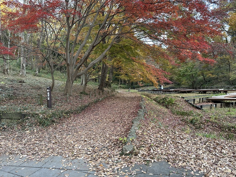 森の散歩道　秋