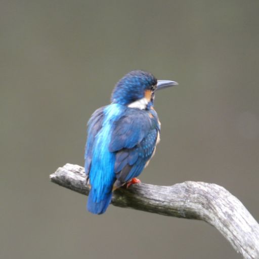 カワセミのアイコン